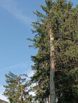 Sturmschäden unter Eberl- und Stock-Felder