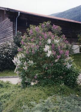 Blumenschmuck beim &quot;Mehrer&quot; Hof