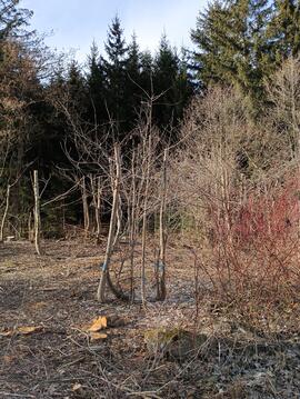 Strauchschnitt in der &quot;Rinner Lacke&quot;