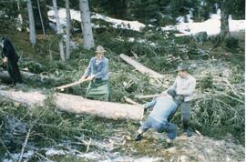 Holzschlägerung am Rinnerberg