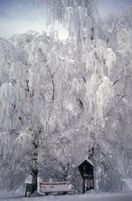 Rinn Richtung Judenstein Bichlkreuz im Winter