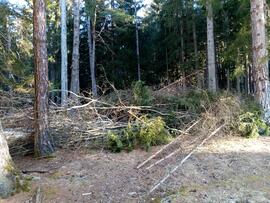 Holzausputzarbeiten nördlich des alten Fußballplatzes in Judensteinb