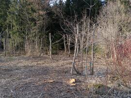 Strauchschnitt in der &quot;Rinner Lacke&quot;