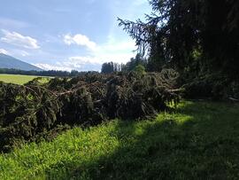 Sturmschäden unter Eberl- und Stock-Felder
