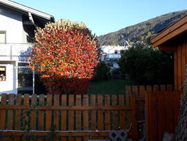 Baum vor Haus der Familie Krug (am Krössbach)