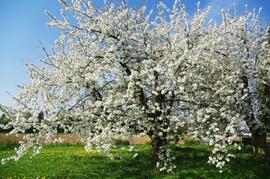 blühender Baum