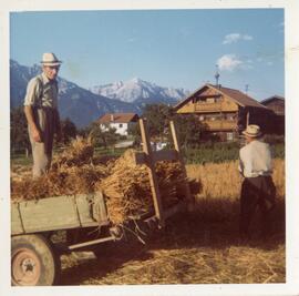 Kornernte beim &quot;Penz&quot;