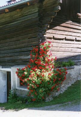 Blumenschmuck beim &quot;Mehrer&quot; Hof