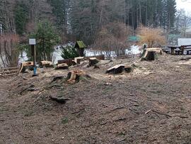 Holzschlägerungsarbeiten beim Waldspielplatz abgeschlossen