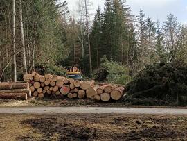 Holzschlägerungsarbeiten