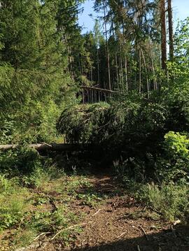 Sturmschäden Rinner Wald