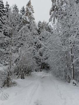 Winter im Rinner Wald