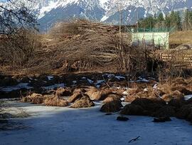 Strauchschnitt in der &quot;Rinner Lacke&quot;