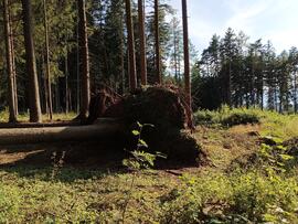 Sturmschäden Rinner Wald
