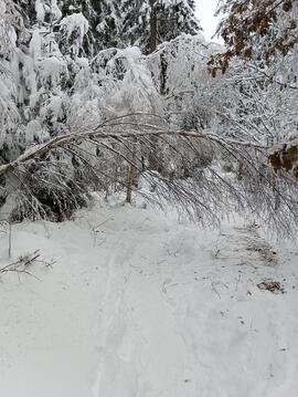Winter im Rinner Wald