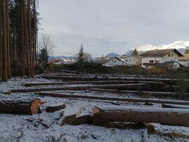 Holzschlägerungsarbeiten