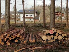 Holzschlägerungsarbeiten