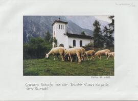 Schafe am Burschl