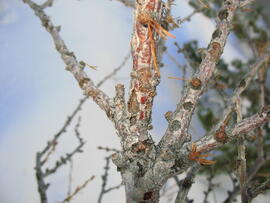 Forst-2007 (13)