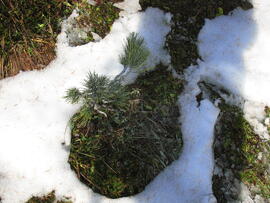 Forst-2010 (1)