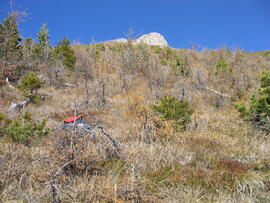Aufforstung Telferberg nach Waldbrand 1947