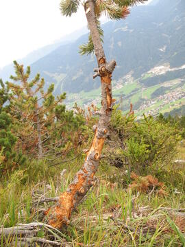 Aufforstung Telferberg nach Waldbrand 1947