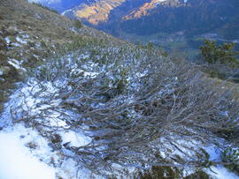 Forst-2007 (17)