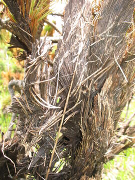 Forst-2008 (4)