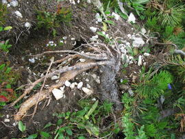Forst-2008 (3)