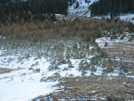 Forst-2007 (16)