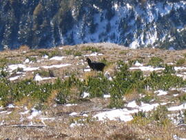 forst-2003 (2)