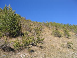 Aufforstung Telferberg nach Waldbrand 1947
