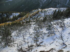 Forst-2007 (7)