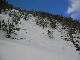 Forst-2007 (1)