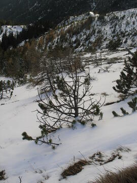 Forst-2007 (3)