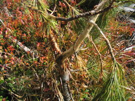 2004-10-04-forst1
