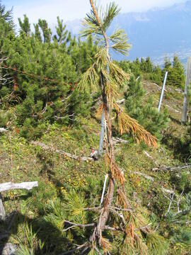 Aufforstung Telferberg nach Waldbrand 1947