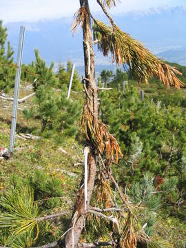 2004-10-04-forst4