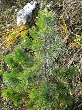 Forst-2010 (4)