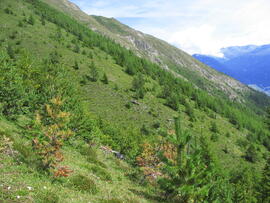 Forst-2008 (7)