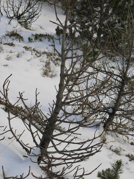 Forst-2007 (2)