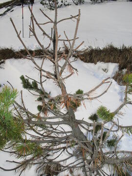 Forst-2007 (4)