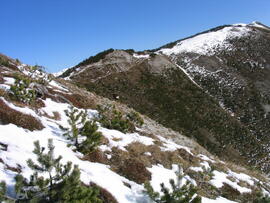 forst-2003 (1)
