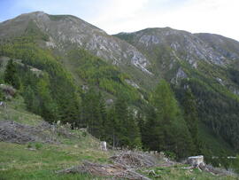 Aufforstung Telferberg nach Waldbrand 1947