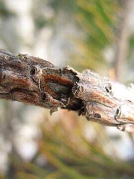 Forst-2007 (5)