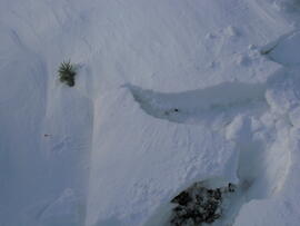 Forst-2007 (11)