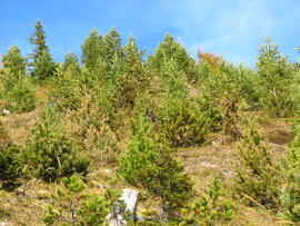 Forst-2009 (4)