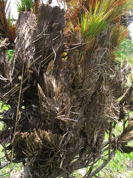 Forst-2008 (5)