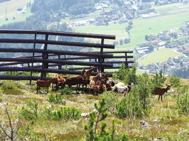Aufforstung Telferberg nach Waldbrand 1947