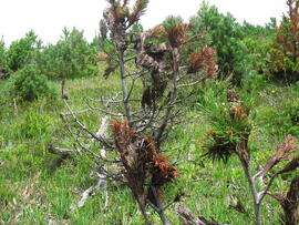 Forst-2008 (34)